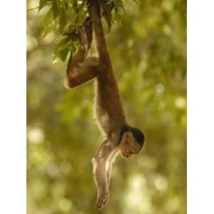  White Fronted Capuchin Monkey Hanging From a Tree, Puerto 