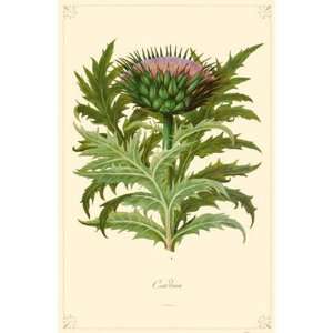  Cardon Flower Poster