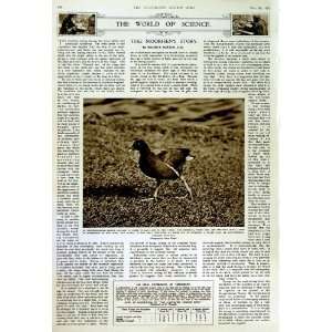   1952 ART DEGAS RENOIR CEZANNE ORNITHOLOGY MOORHEN BIRD