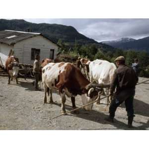  Oxen Move a House Along New President Pinochet Highway 