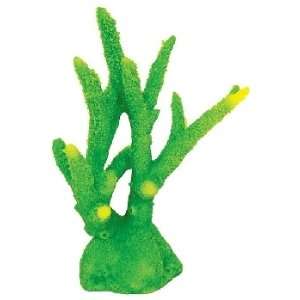  Staghorn Coral   Green