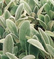   Discussions Lambs Ear Perennial   8 Plants   Stachys byzantina forum