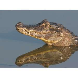 Spectacled Caiman, Caiman Crocodilus, in Water. Pantanel, Brazil 