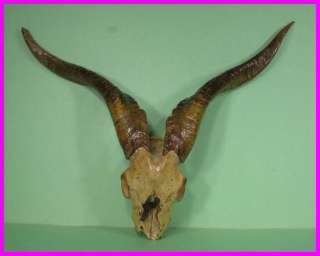 Nicely Prepared Longhorn GOAT SKULL with Horns and Teeth. It Would 