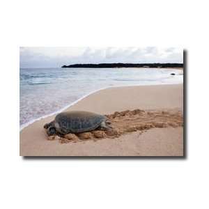  Green Sea Turtle Chelonia Mydas Long Beach Georgetown 
