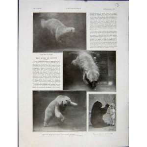  Polar Bear Zoo Animal Mammal French Print 1931