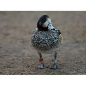  Chiloe Widgeon Duck at the Sedwick County Zoo Photographic 