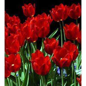  Darwin Hybrid Tulip Hollands Glory 10 Bulbs   Easy Patio 