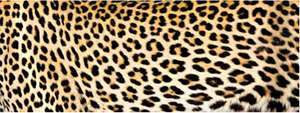 5y 3/8 Leopard Spot (6 Colors U PICK) Grosgrain Ribbon 7100/98 1102 