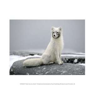  Polar Fox on a Rock Poster (10.00 x 8.00)