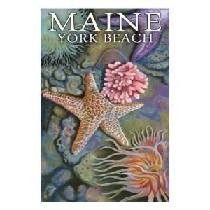   Beach, Maine   Tidepool Premium Poster Print, 24x32