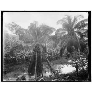    Tropical growth on the Rio Cobre,Jamaica,W.I.
