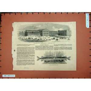  1852 Pike Fish Silesian Exhibition Building Breslau