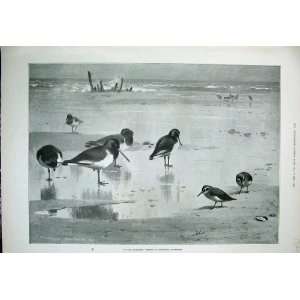   Birds Nature Seashore Sea Archibald Thorburn Print