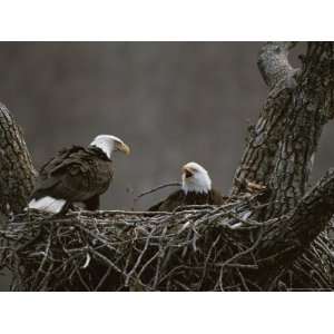  A Pair of American Bald Eagles in Their Nest National 
