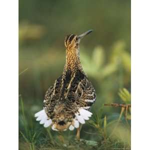  Long Billed Bird Standing with Tail Feathers Spread 