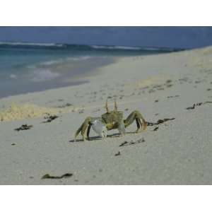  A Bold Ghost Crab Stands its Ground on a Sandy Beach 