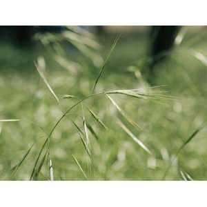  A Close View of a Seeding Barley Grass Stalk Premium 