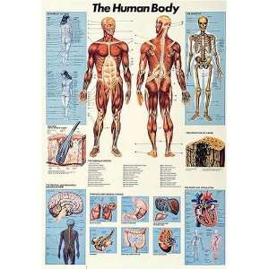  Anatomical Chart of the Human Body Laminated