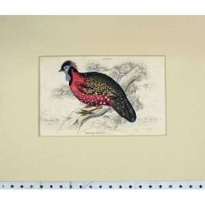   Hand Coloured Print Bird Tragopan Satyrus Plate 24