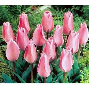  Albert Heijn Emperor Fosteriana Tulip 10 Bulbs Patio 