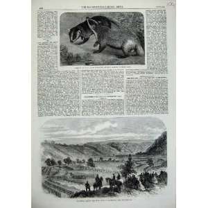   Japanese Badgers 1865 Review Sham Fight Somerford War