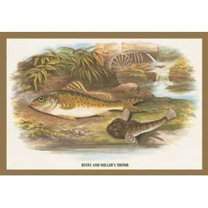  Ruffe and Millers Thumb 16X24 Giclee Paper