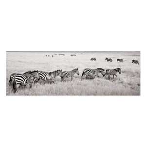  Andy Biggs   Zebras In A Row Giclee