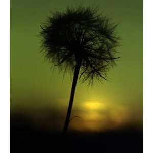  Puff Ball At Sunrise, Limited Edition Photograph, Home 