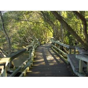 Mangrove Boardwalk, City Botanic Gardens, Brisbane, Queensland 