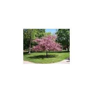  Mazzard Cherry, Prunus avium, Tree Seeds #1209 Patio, Lawn & Garden