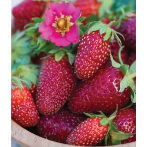  Strawberry, Tristan F1 1 Plant Patio, Lawn & Garden