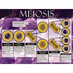  Meiosis by Unknown 24x18