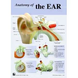  Human Ear Anatomy Charts Notebook Size Poster;Pk/10 