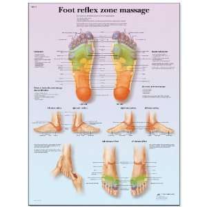   Zone Massage Anatomical Chart, Poster Size 20 Width x 26 Height