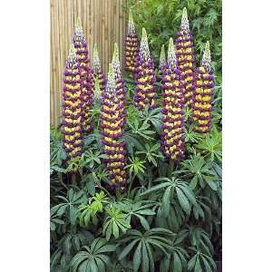  West County Manhattan Lights Lupine   Perennial   Potted 