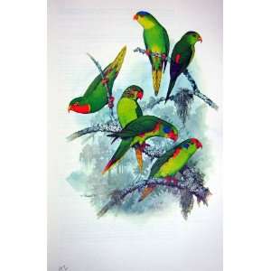  World Parrots 1973 Group 6 Lorikeets