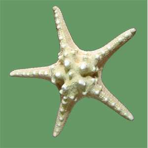 Large White Starfish