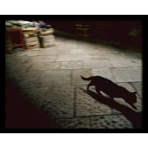  National Geographic, Cat at the Market, 8 x 10 Poster 