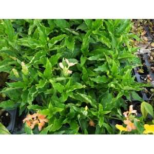  5 Starter Plants Crossandra infundibuliformis Peach Patio 