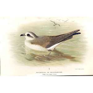    White Faced Or Frigate Petrel Thorburn Bird 1855 97