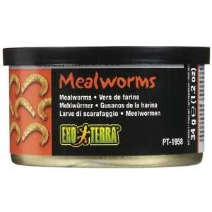 Exo Terra Meal Worms (Quantity of 4)