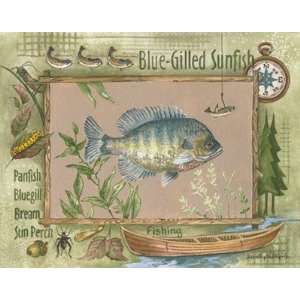  Blue Gilled Sunfish Finest LAMINATED Print Anita Phillips 