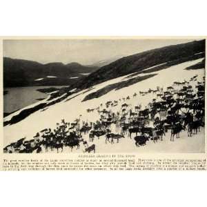  1929 Print Reindeer Grazing Snow Lapp Herds Lapland Norway 