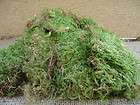 Large portion green sheet moss for terrariums and orbs.