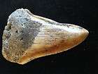 Cassis spinella helmet seashell Large 257mm  
