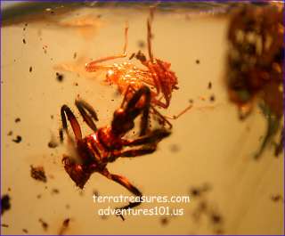 A101 DR4691 3 Superb Rare Assassin Bugs in Beautiful Authentic 