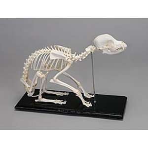 Dog Skeleton, Articulated  Industrial & Scientific