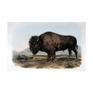  John Woodhouse Audubon   American Bison Or Buffalo Giclee 