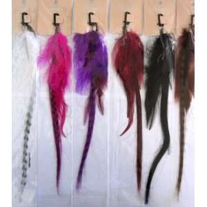  12 Feather Hair Extension 4850, 12 piece pack Beauty